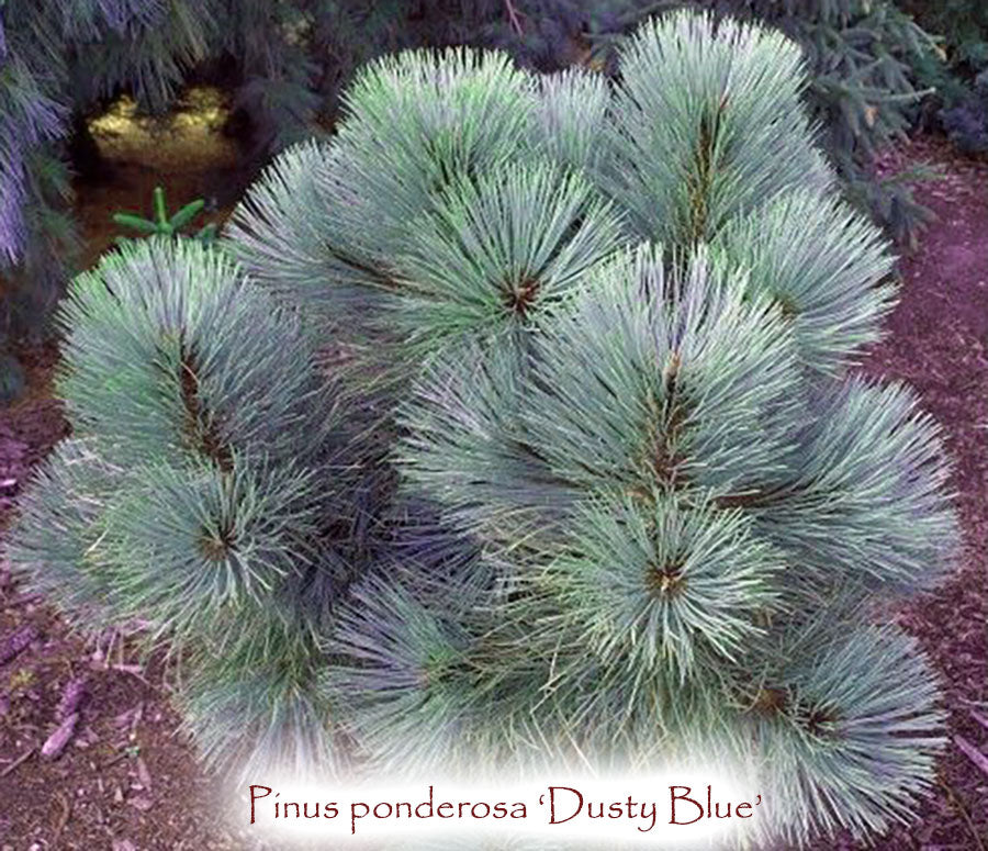 Dusty Blue Ponderosa Pine