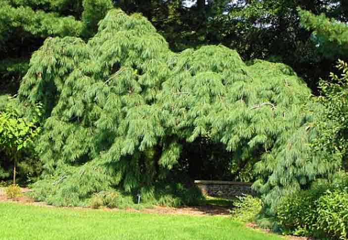 Pinus strobus 'Pendula'