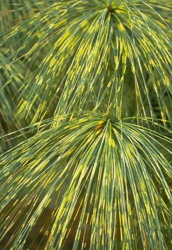 Pinus wallichiana 'Zebrina' - Striped Himalayan Pine