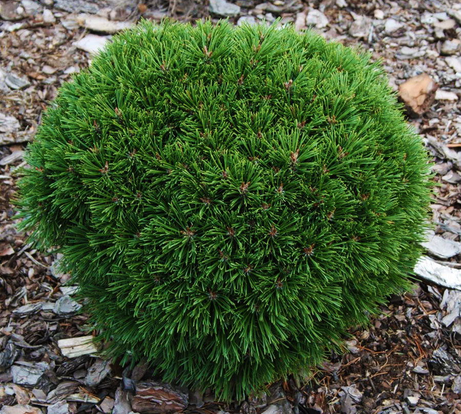 Pinus uncinata Hnijdo - Miniature Mountain Pine