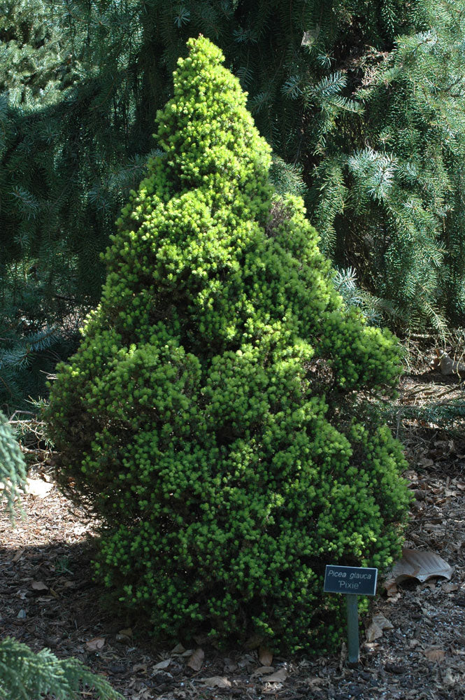Pixie (conifer)