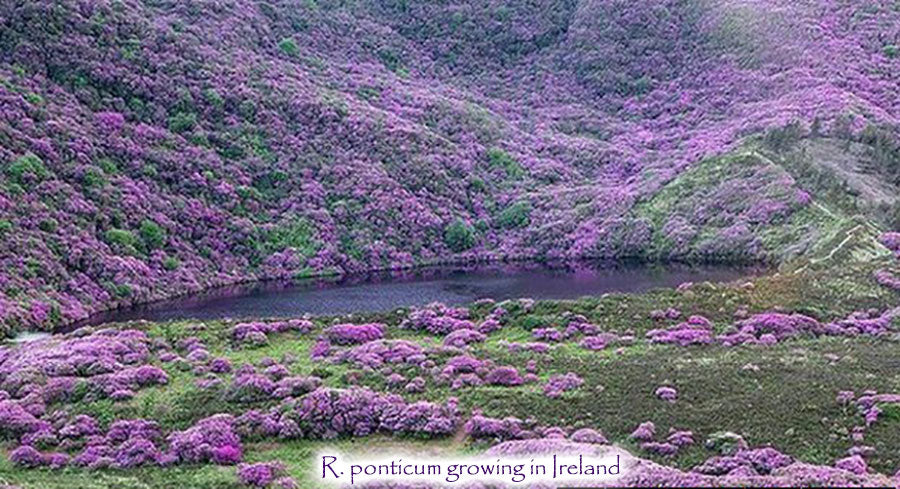 R. ponticum