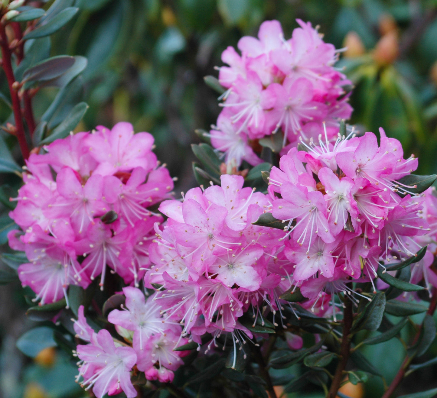 Racemosum - Pink Flower Form