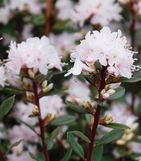 Racemosum - White Flower Form