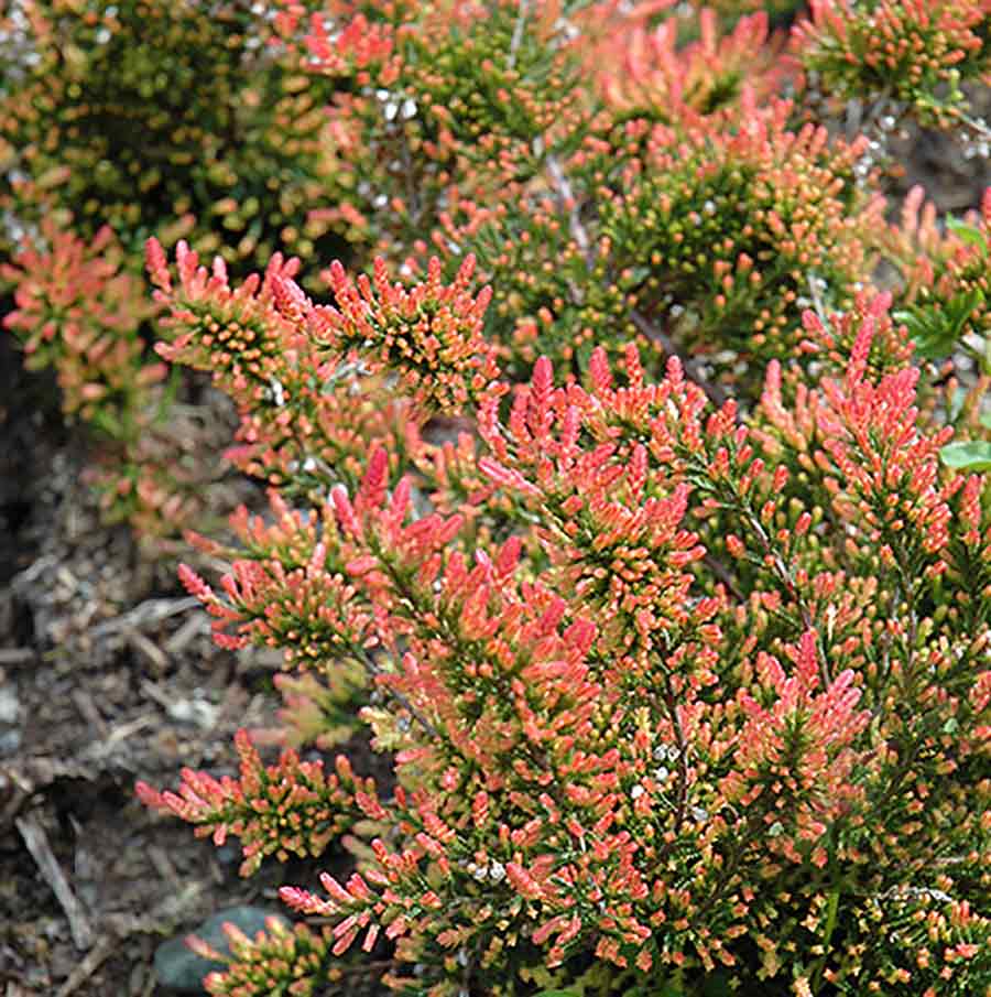 Calluna vulgaris 'Red Fred'