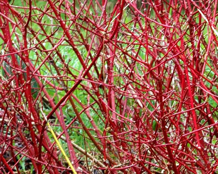 Red Twig Dogwood - Heyden's Gardens