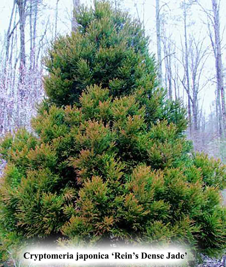 Cryptomeria japonica 'Rein's Dense Jade'