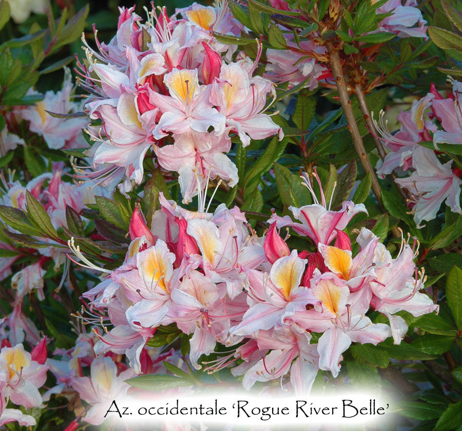 Az. occidentale 'Rogue River Belle'