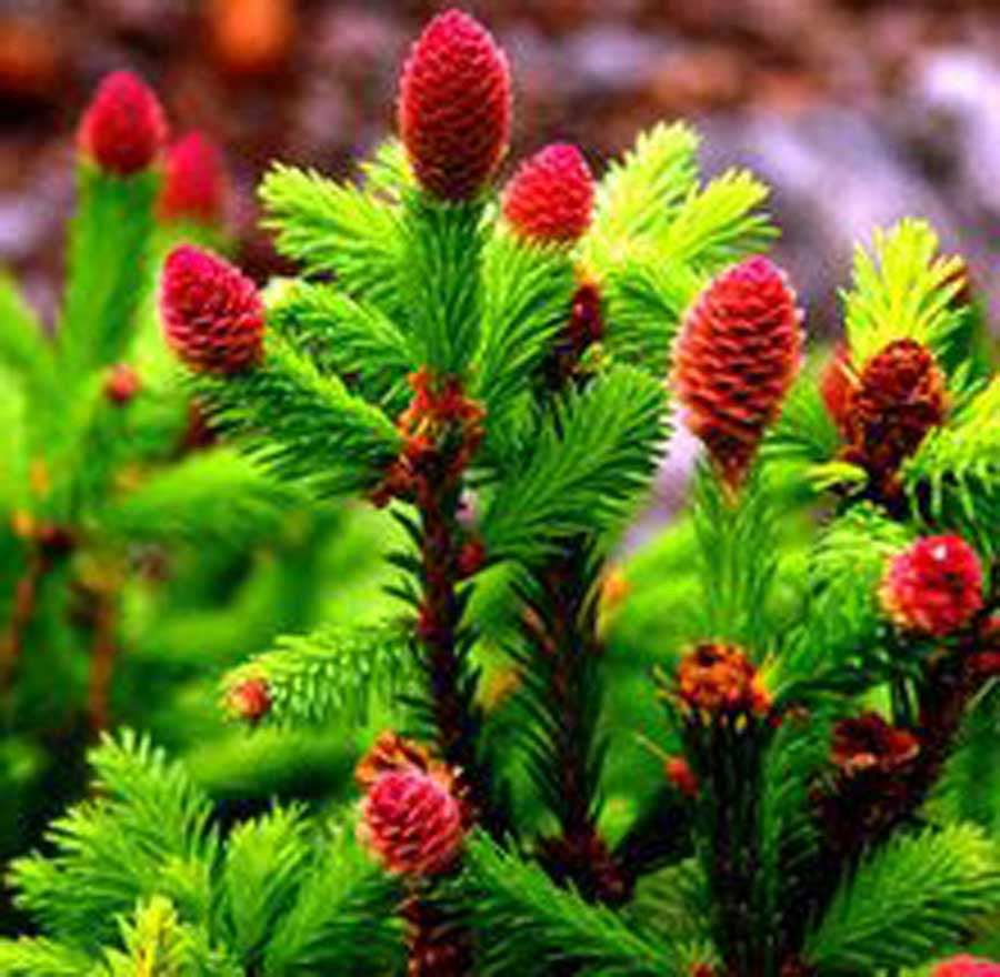 Picea abies 'Rubra Spictata'