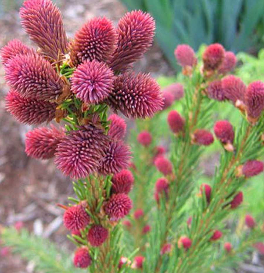 Picea abies 'Rubra Spictata'