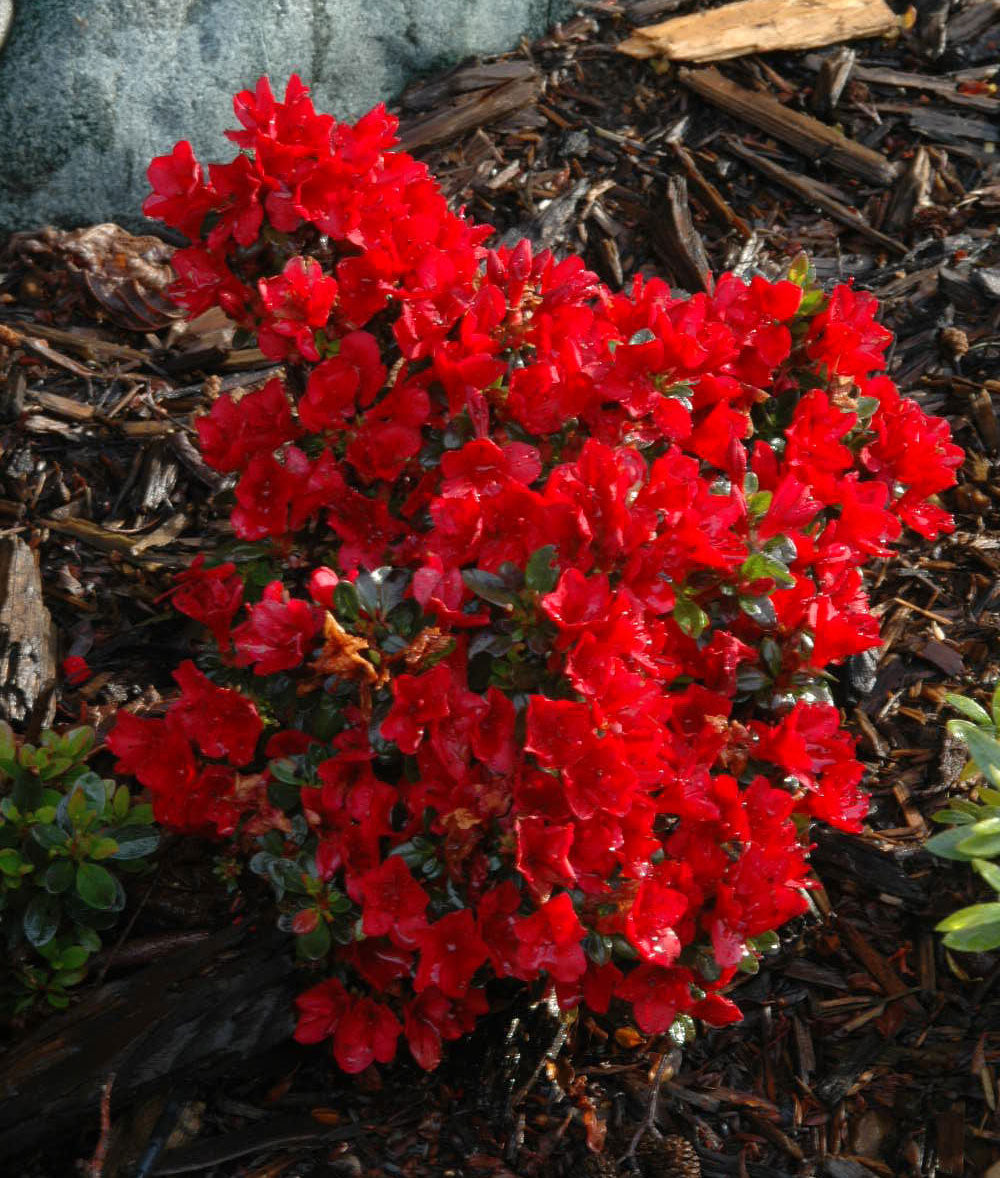 Az. 'Ruby Nugget'