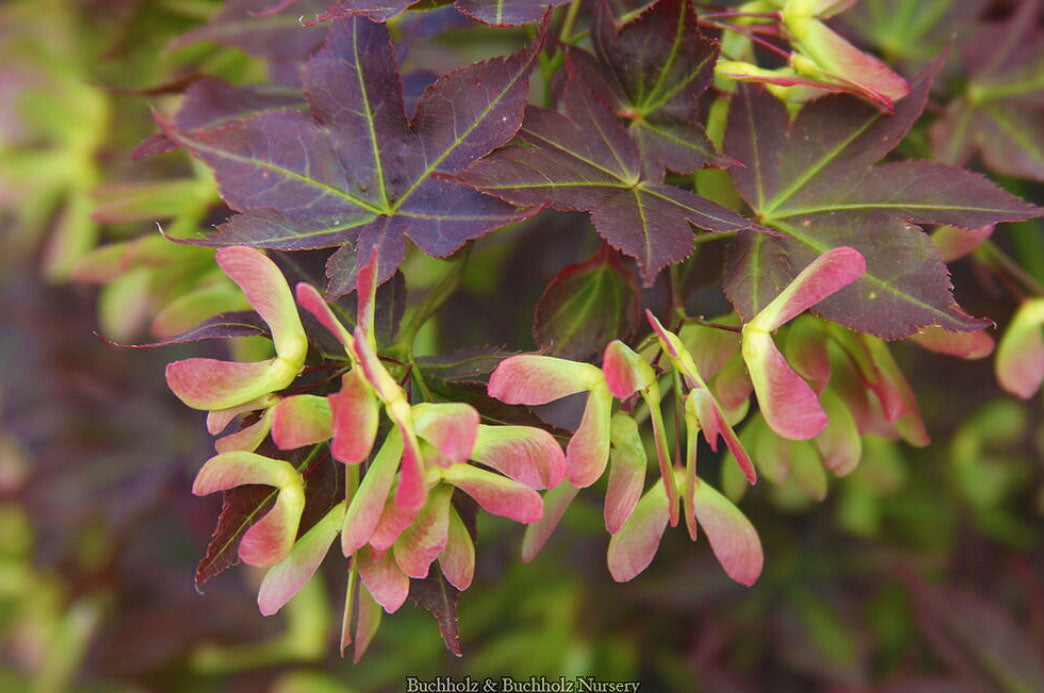 Acer palmatum 'Ruby Stars'
