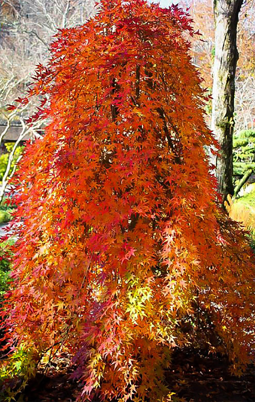 Acer palmatum 'Ryusen'