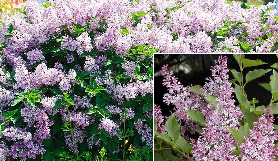 Syringa pubescens subsp. patula 'Miss Kim' Lilac