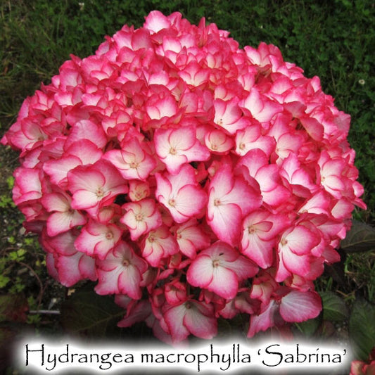 Hydrangea macrophylla 'Sabrina'