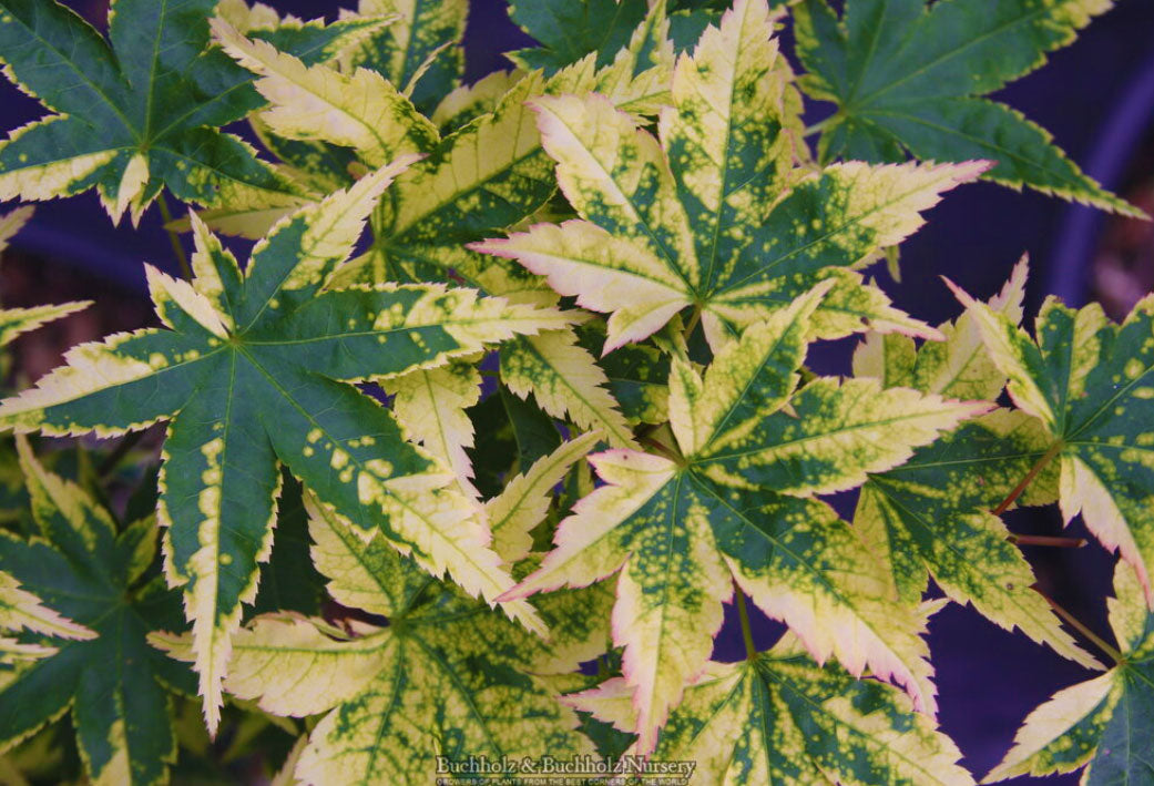 Acer palmatum 'Sagara Nishiki'