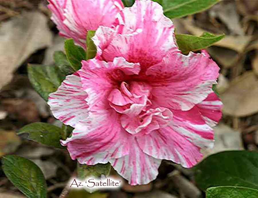 Az. 'Satellite'