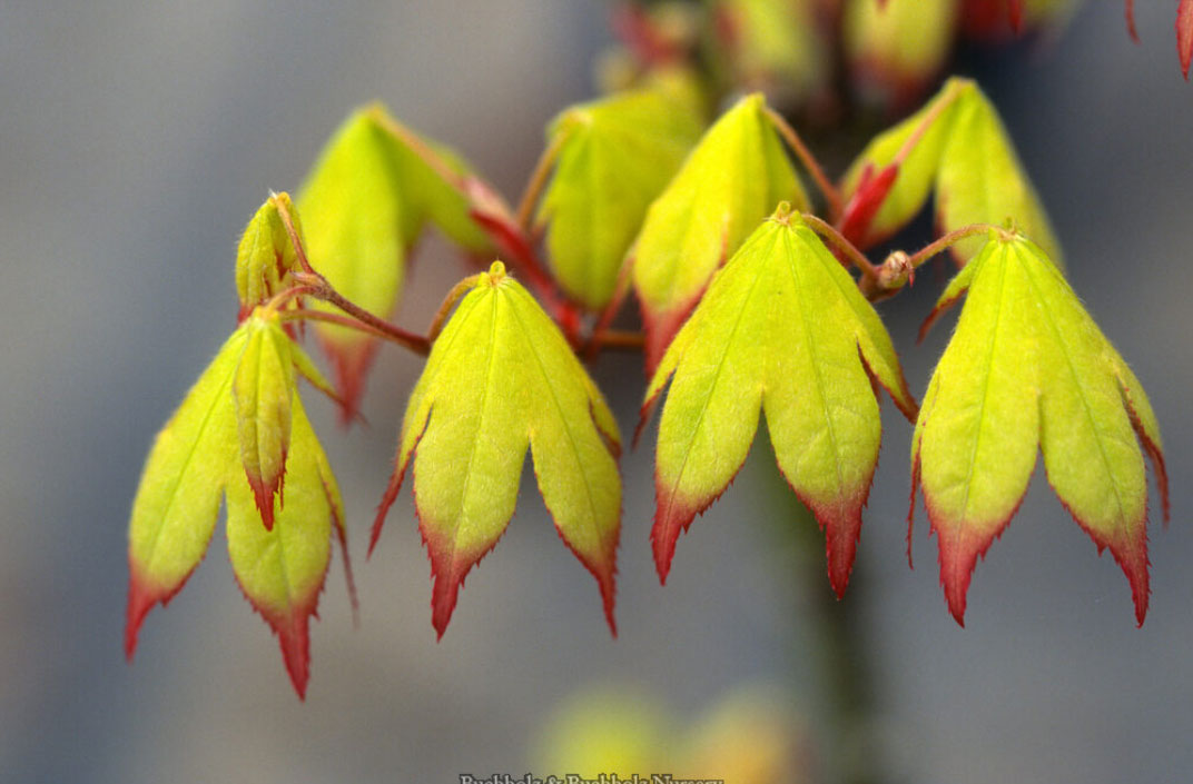 Acer palmatum 'Satsuki beni'