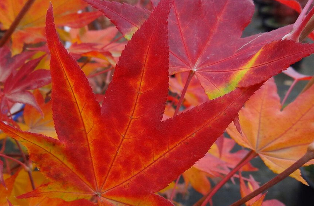 Acer palmatum 'Satsuki beni'