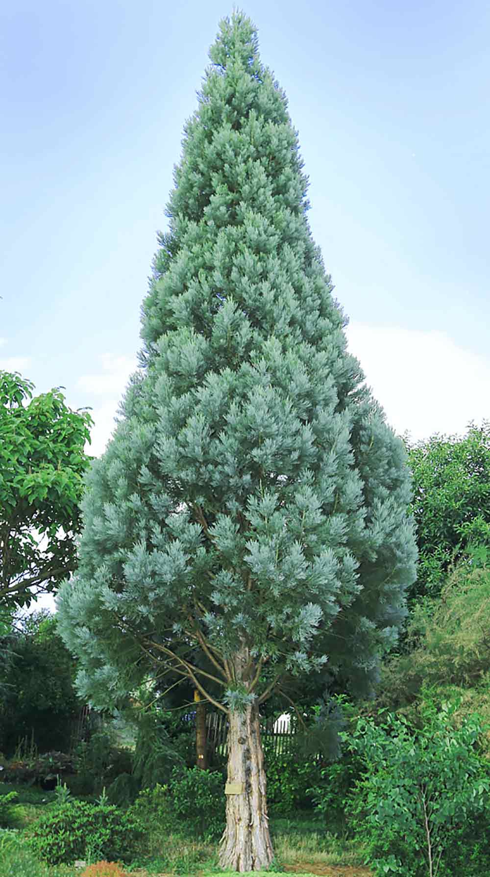 Sequoiadendron giganteum 'Glaucum' - Blue Giant Sequoia