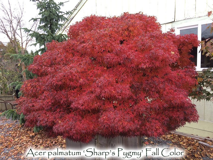 Acer palmatum 'Sharp's Pygmy'