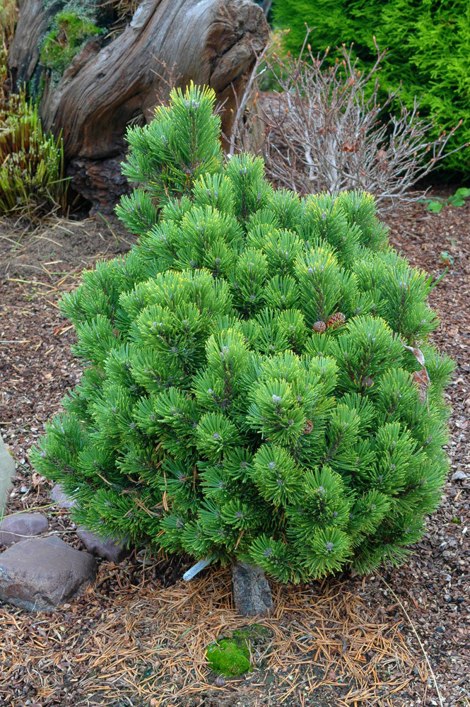 Pinus mugo 'Sherwood Compact'