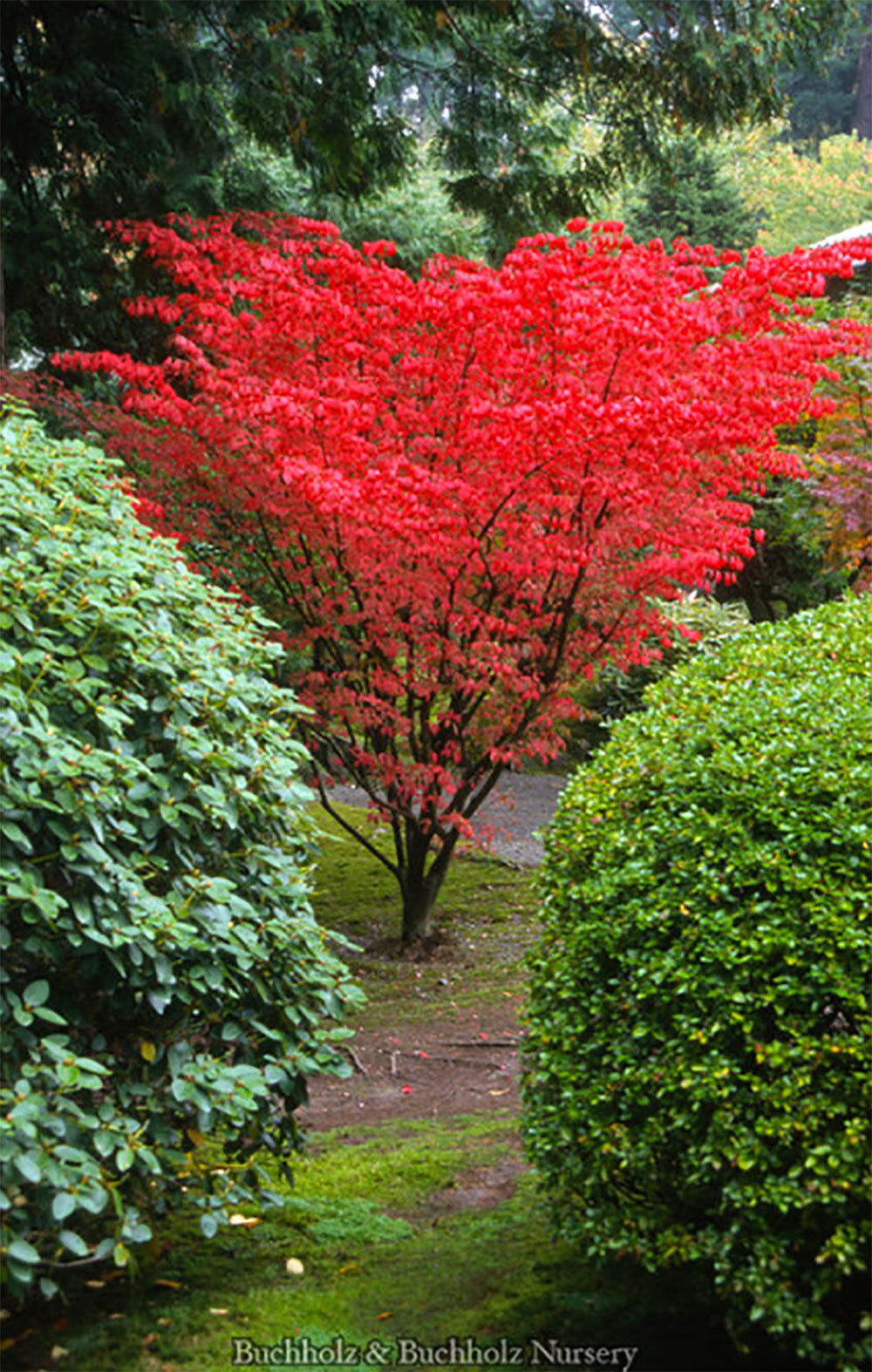 Acer palmatum 'Shindeshojo'