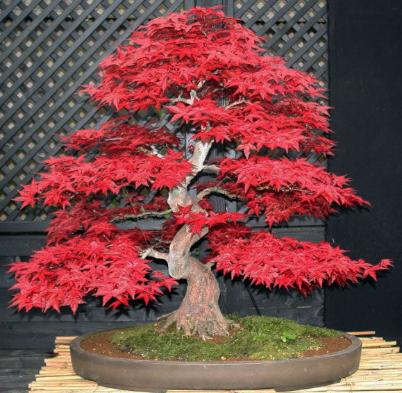 deshojo maple bonsai tree Acer palmatum 'Shindeshojo'
