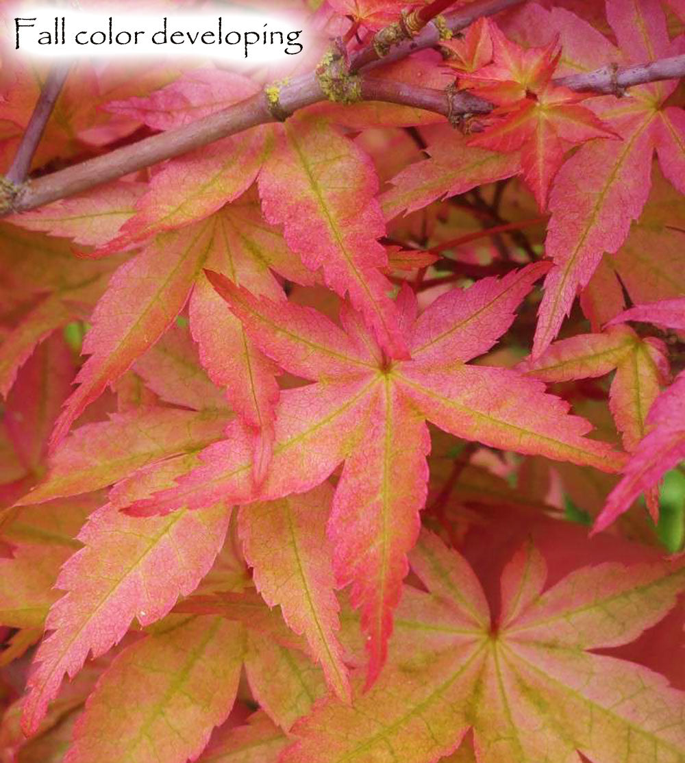 Acer palmatum 'Shindeshojo'