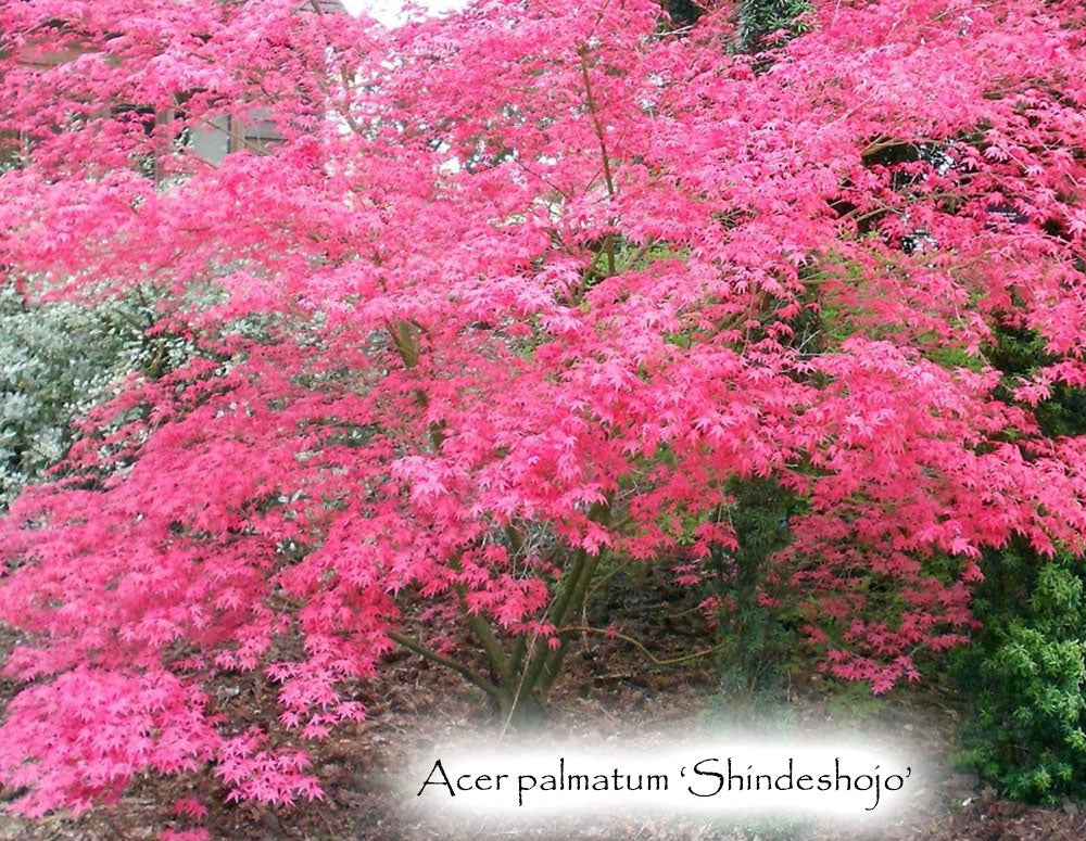Acer palmatum 'Shindeshojo'