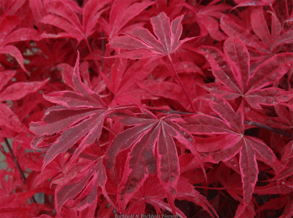 Acer palmatum 'Shirazz'