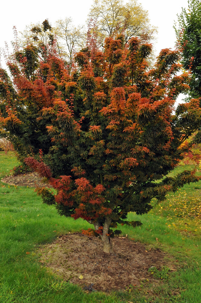 Acer palmatum 'Shishigashira' - The Lion's Head Japanese Maple