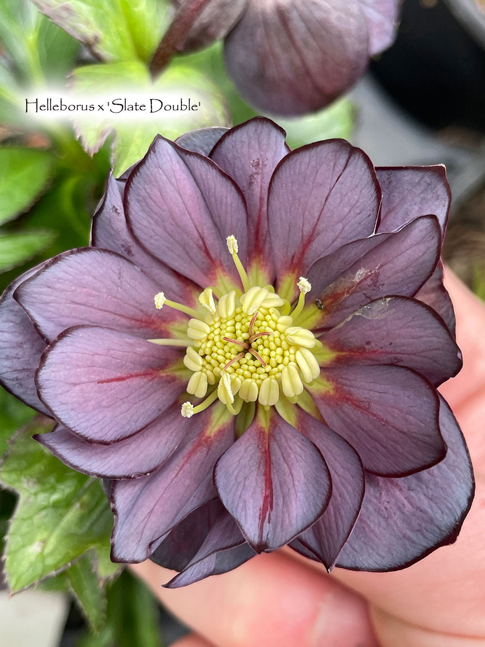 Winter Jewels 'Slate Double' Hellebore