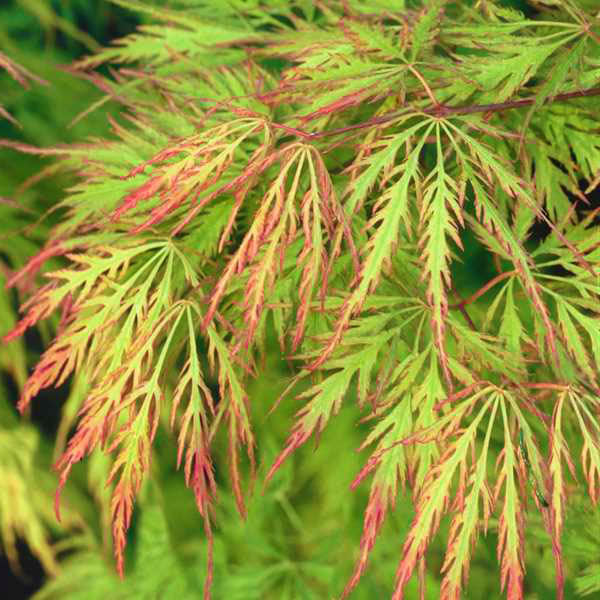 Acer palmatum 'Spring Delight'