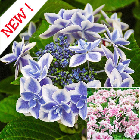 Star Gazer Hydrangea