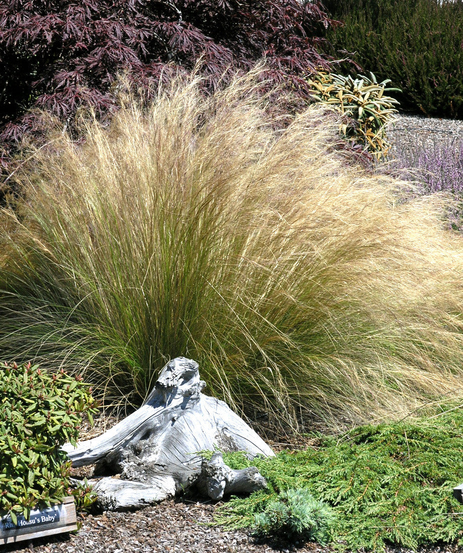 Mexican Feather Grass