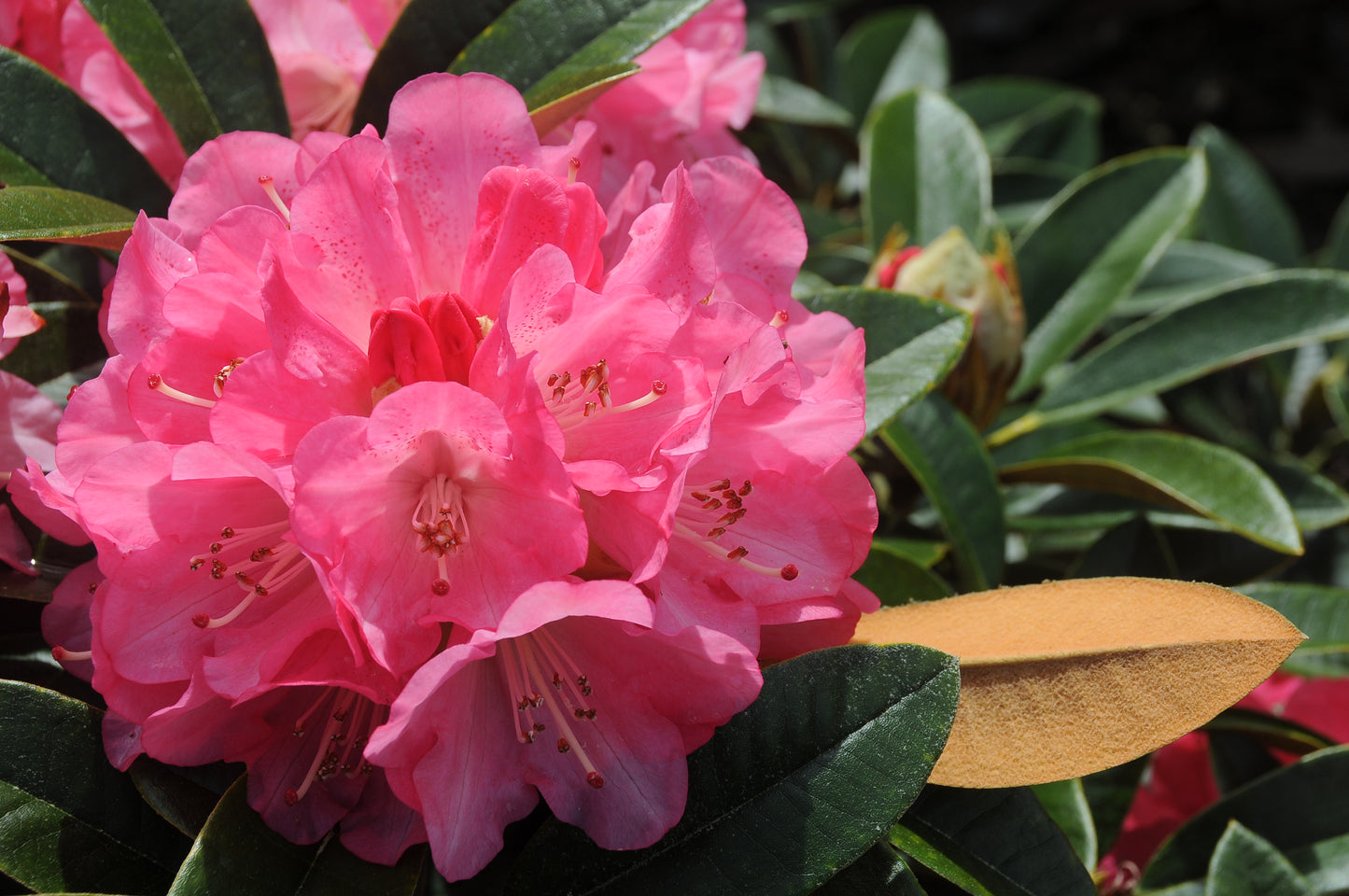 R. 'Strawberry Sorbet'