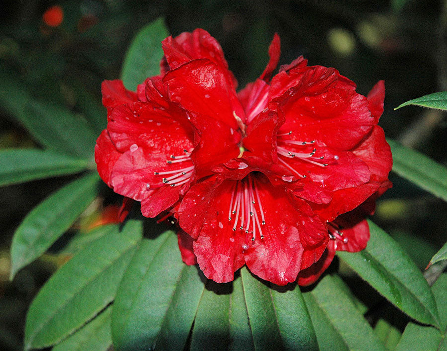 R. strigillosum