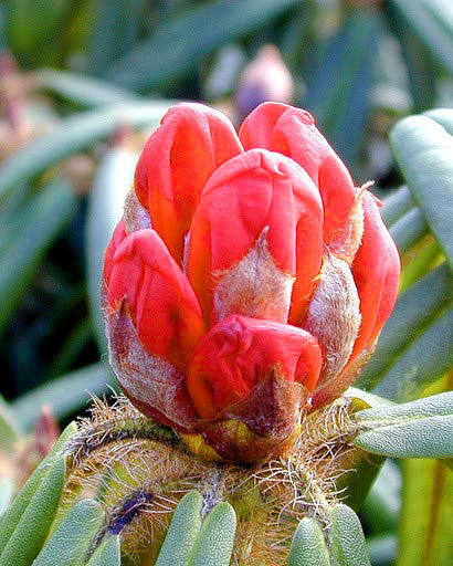 R. strigillosum