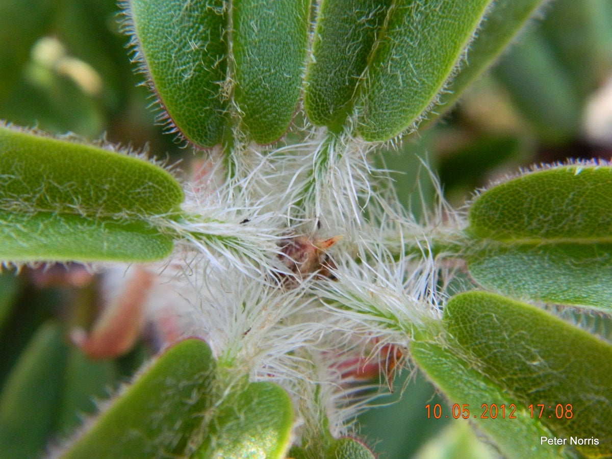 R. strigillosum