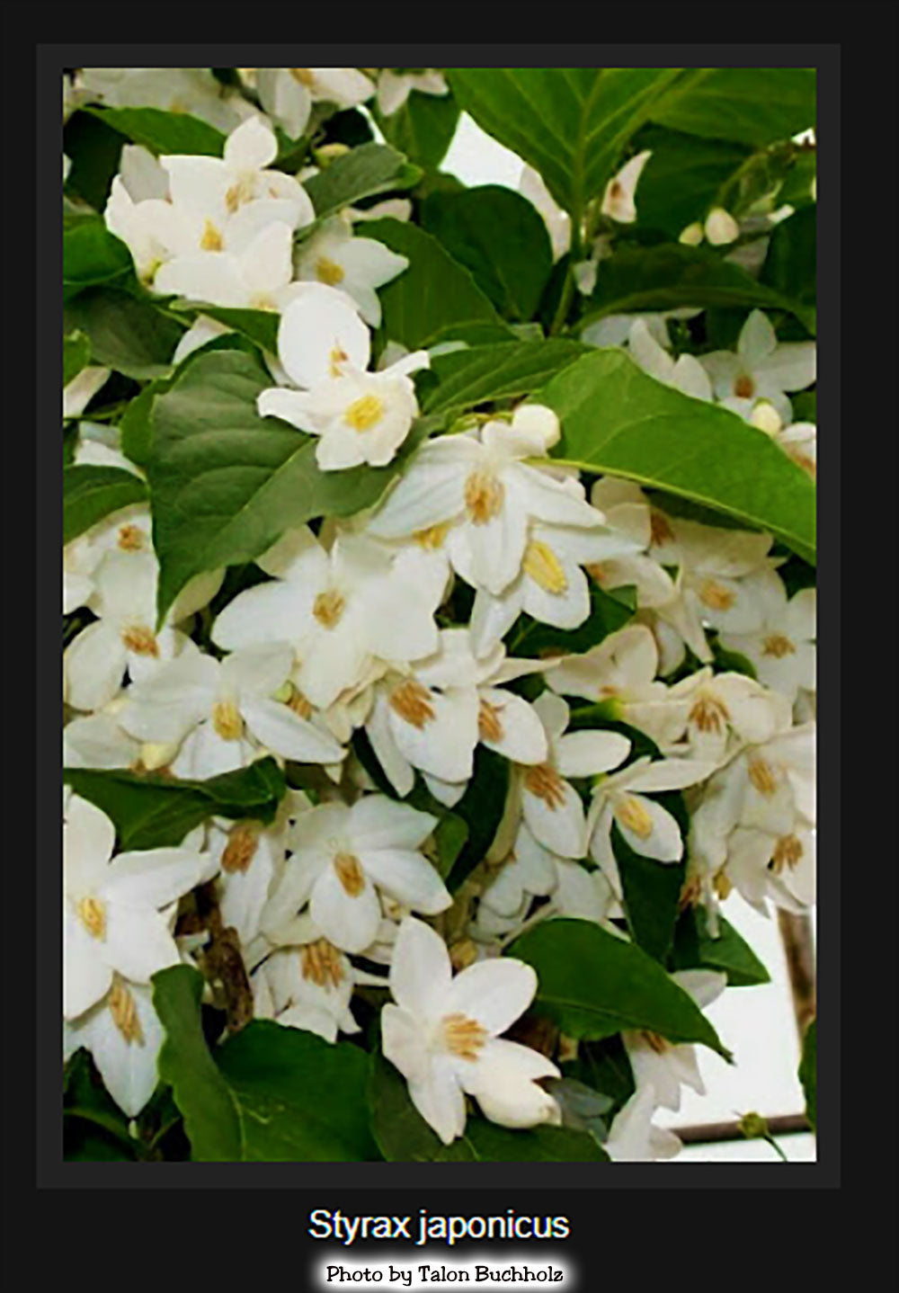 Japanese Snowbell