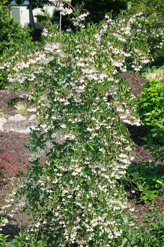 Styrax japonica 'Fragrant Fountain'