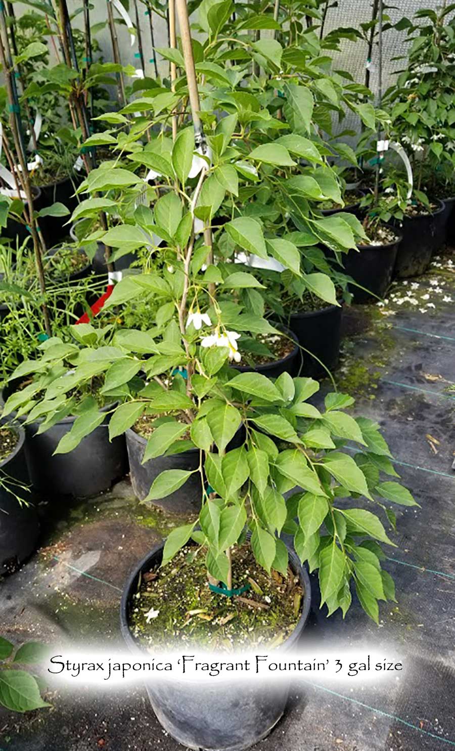 Styrax japonica 'Fragrant Fountain'