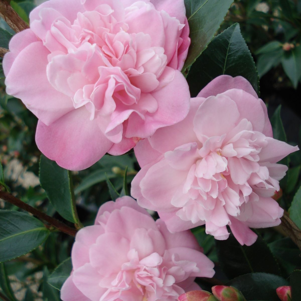 Camellia x 'Sweet Jane'