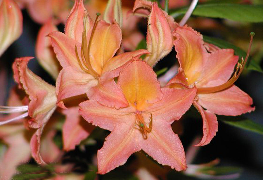 Az. calendulaceum ‘TANGELO’