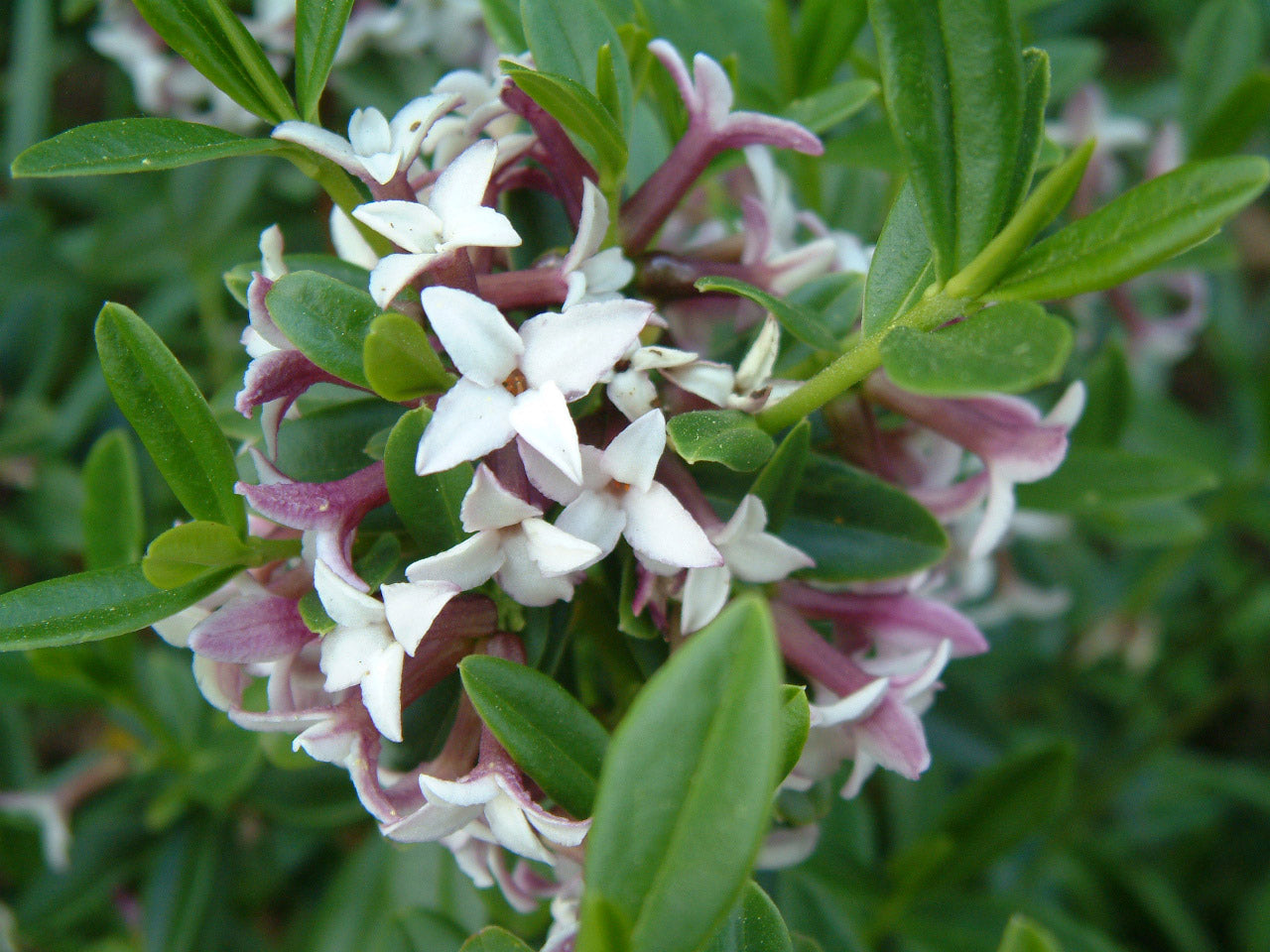 Daphne tangutica