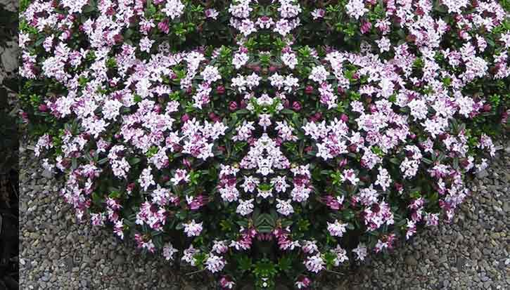 Daphne tangutica