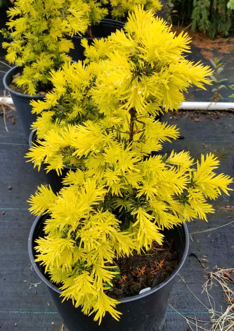 Taxus baccata 'Repens Aurea'