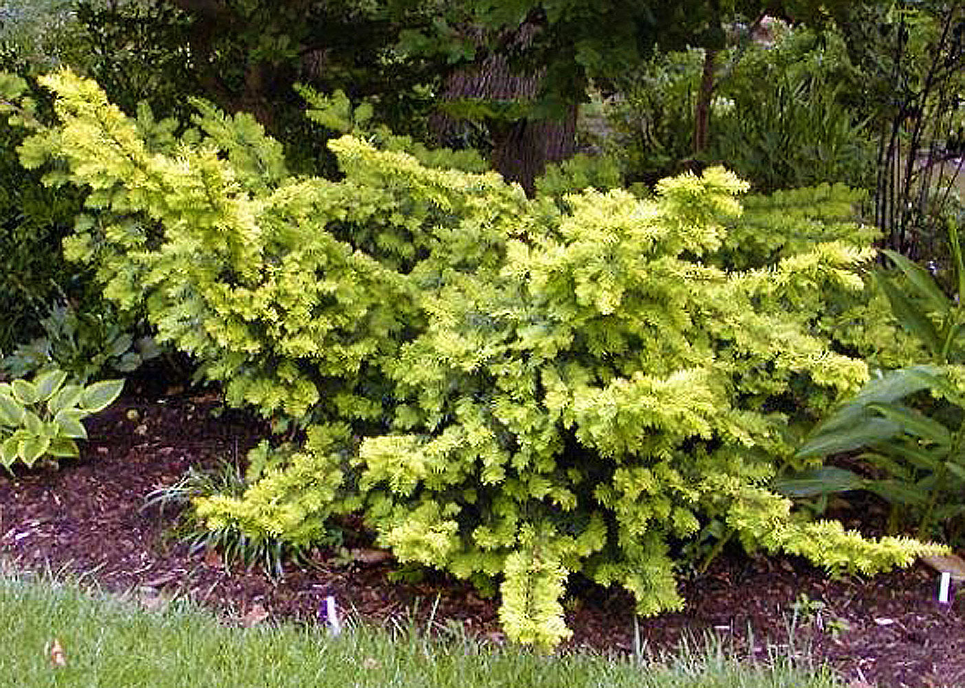 Taxus baccata 'Watnong Gold'