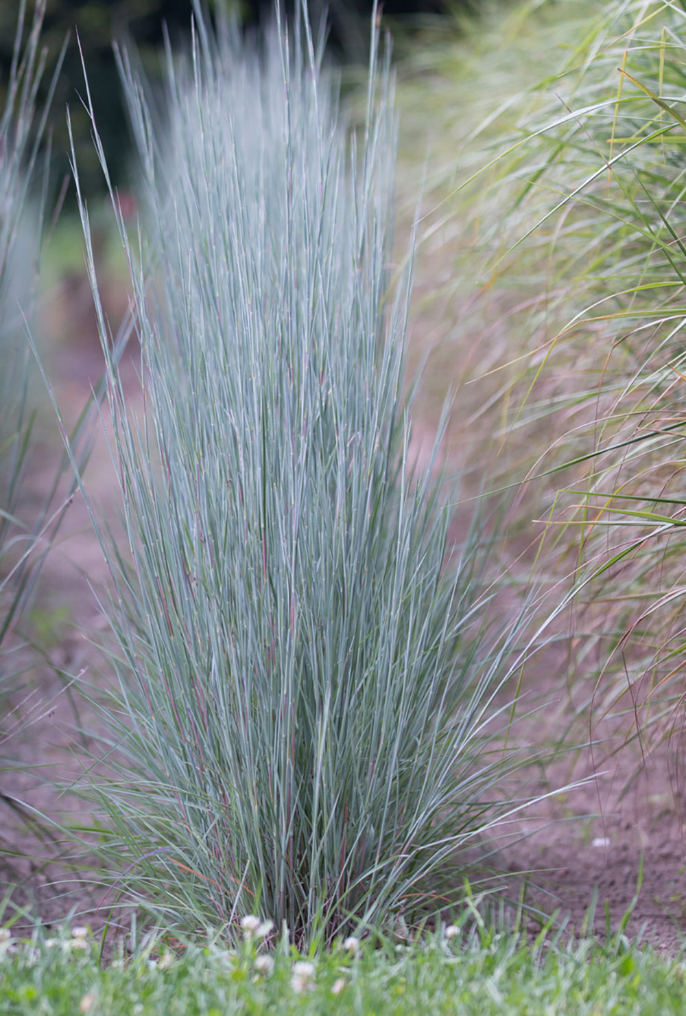 Schizachyrium scoparium 'The Blues'